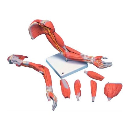 Fabrication Enterprises 3B Anatomical Model - Deluxe Muscular Arm, 6-Part 971151